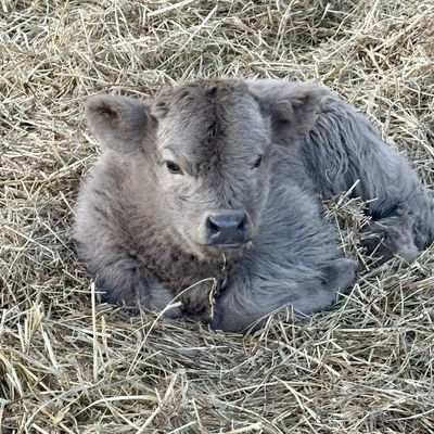 Caraway Highland Cattle Company profile picture