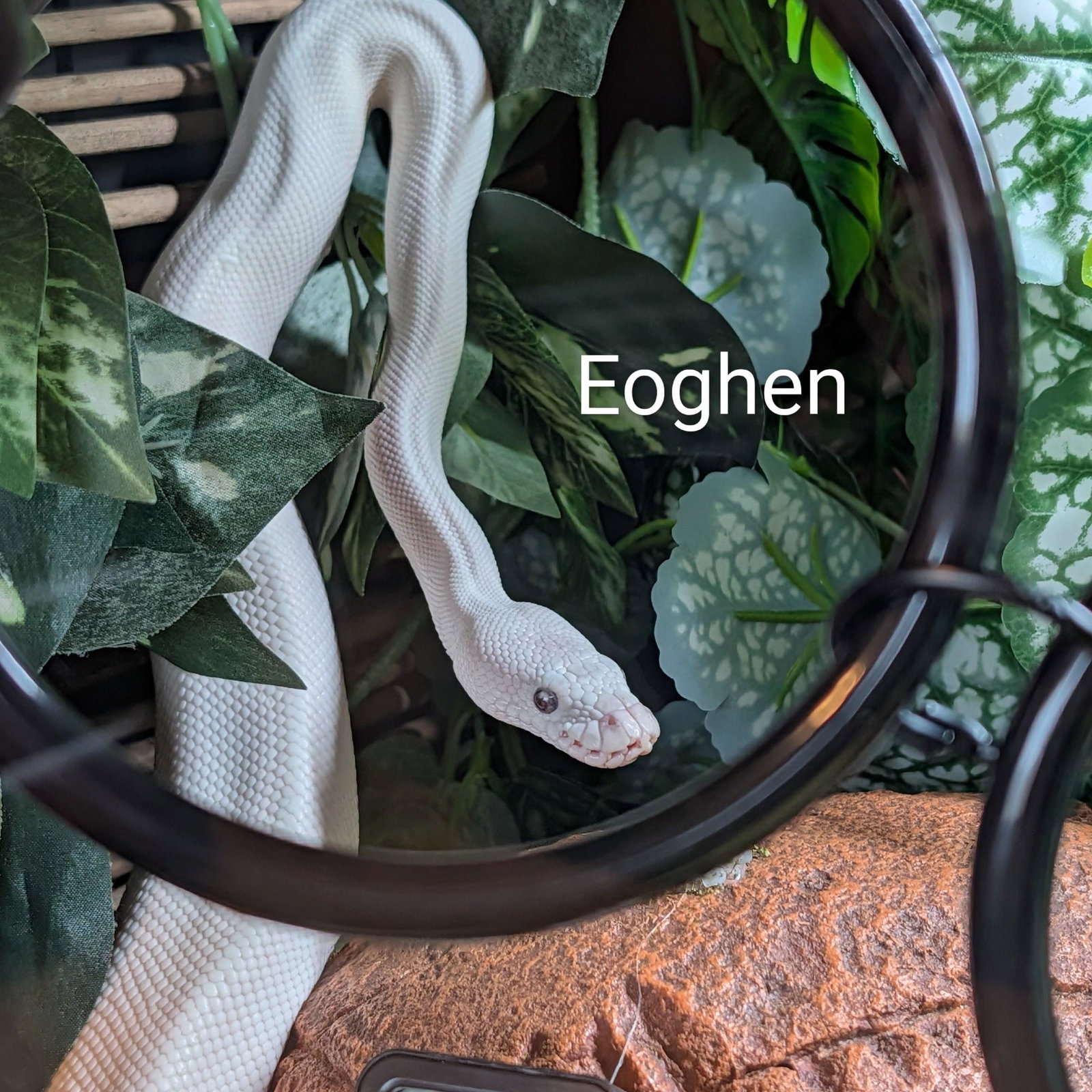 Eoghen