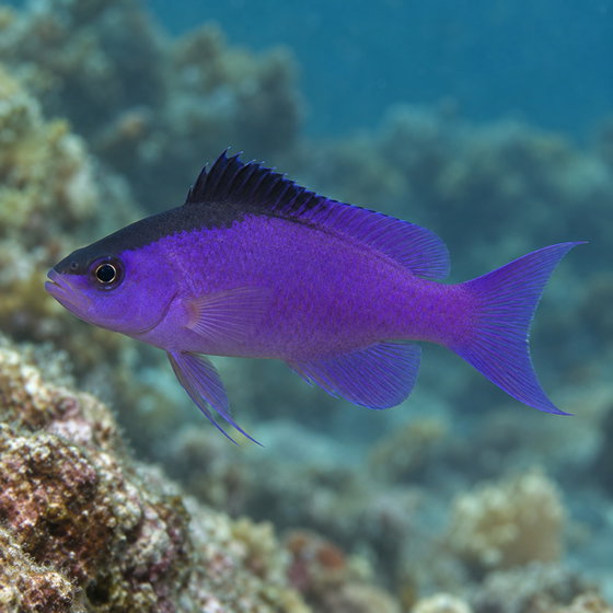 blackcap basslet