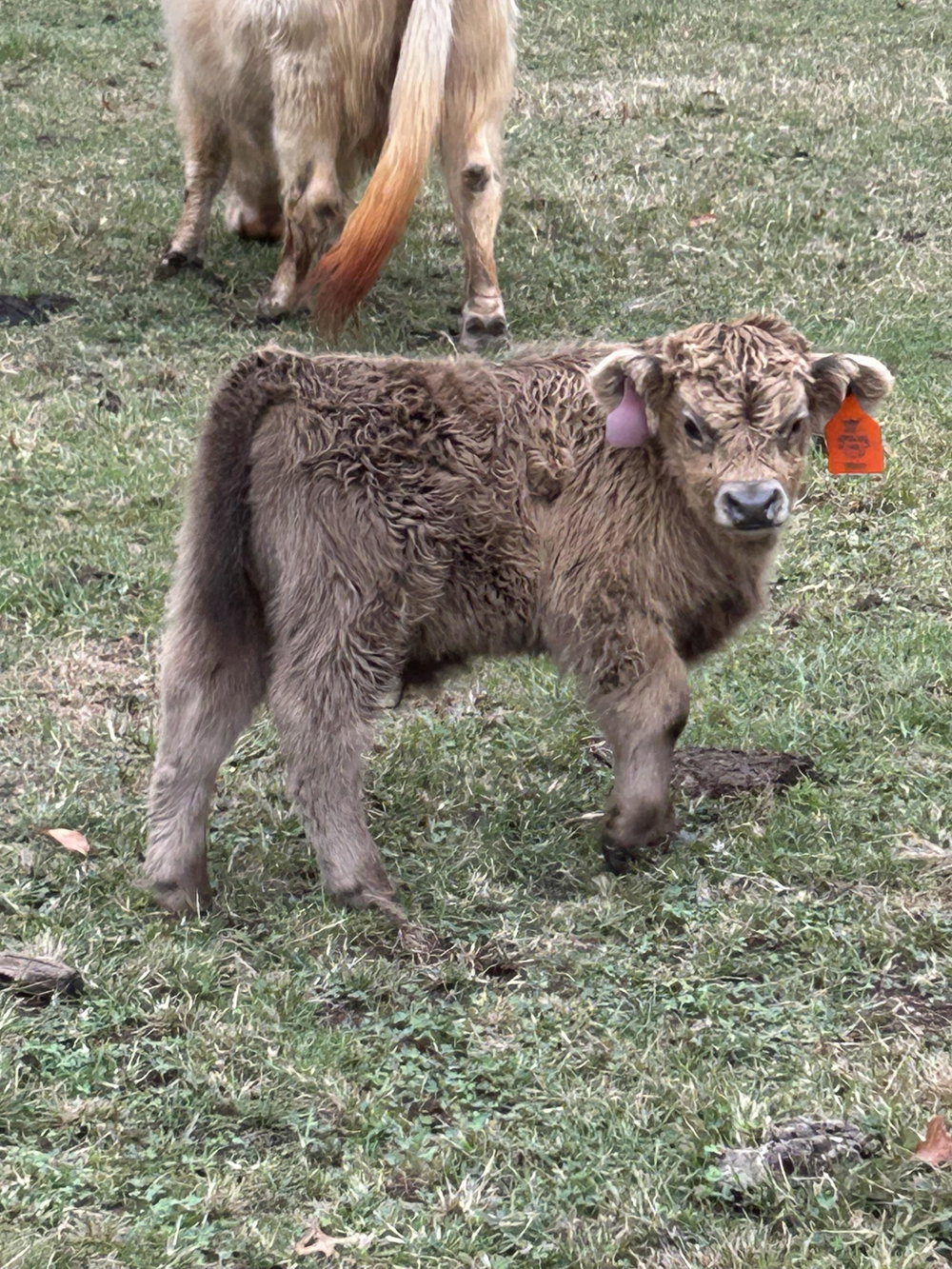 A Peculiar Farm Omaha, photo 2
