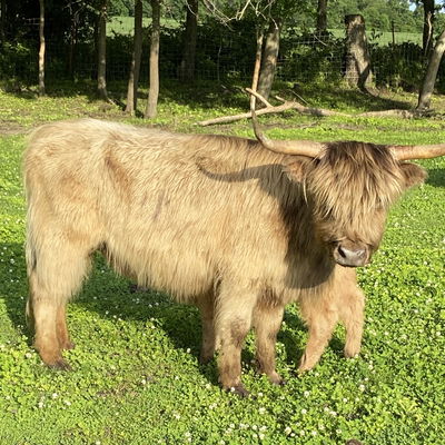 A Peculiar Farm Truffles profile picture