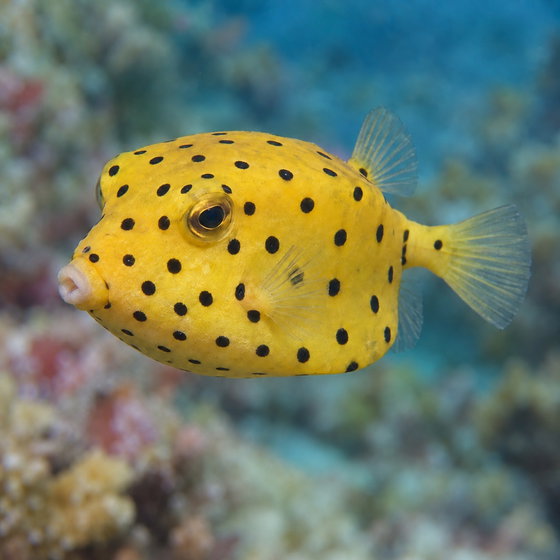 yellow boxfish