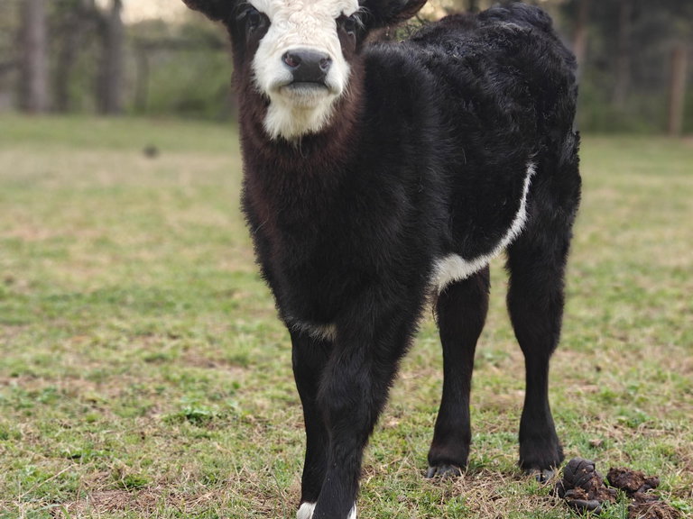 Bessie Baby