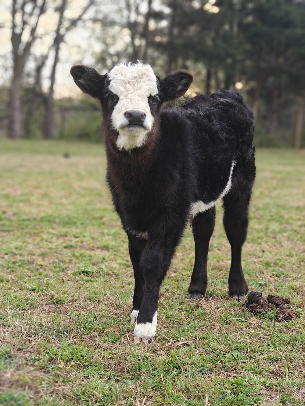 Bessie Baby, photo 1