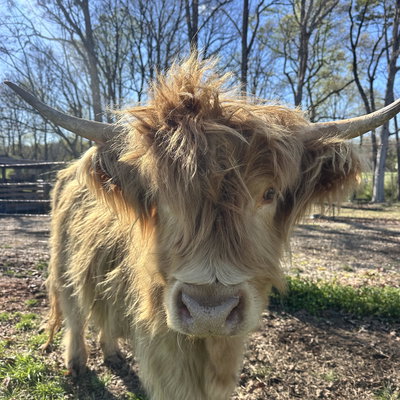 Reba profile picture