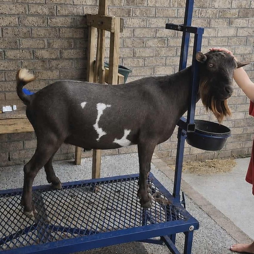 Curly Goose TC Sirius Black