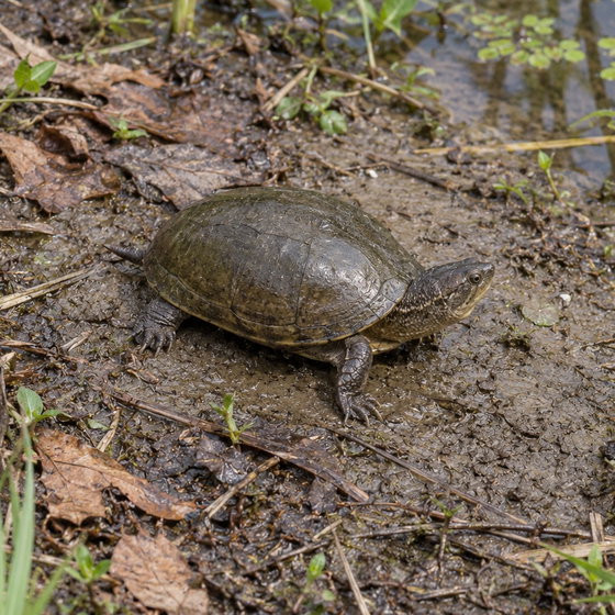 eastern mud turtle