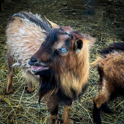 Flagging Tails Farm profile picture