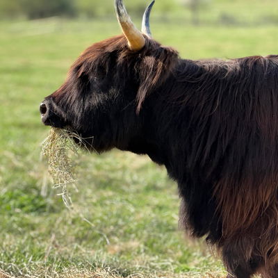 Louise profile picture