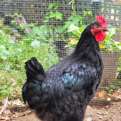 Hades profile picture