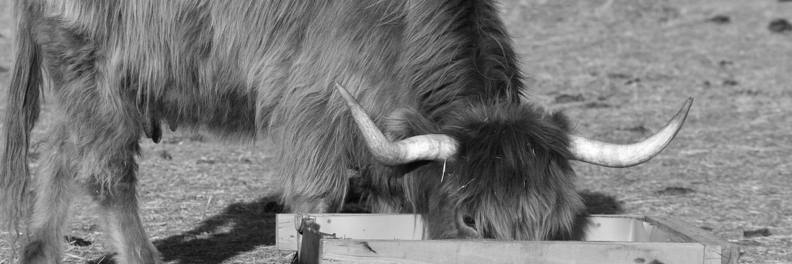 SNW Noelle profile cover image