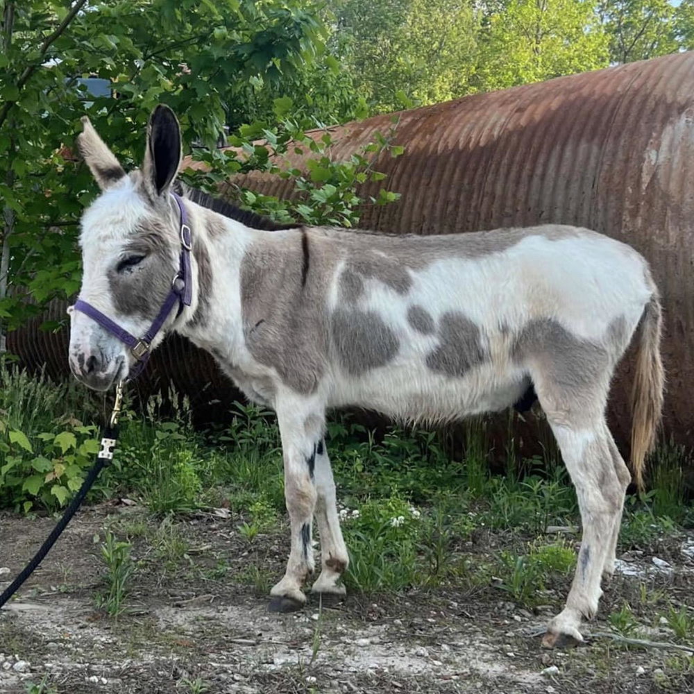 Tonto, photo 1