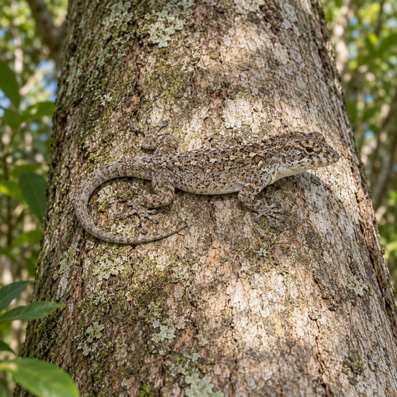 North Caribbean bark anole