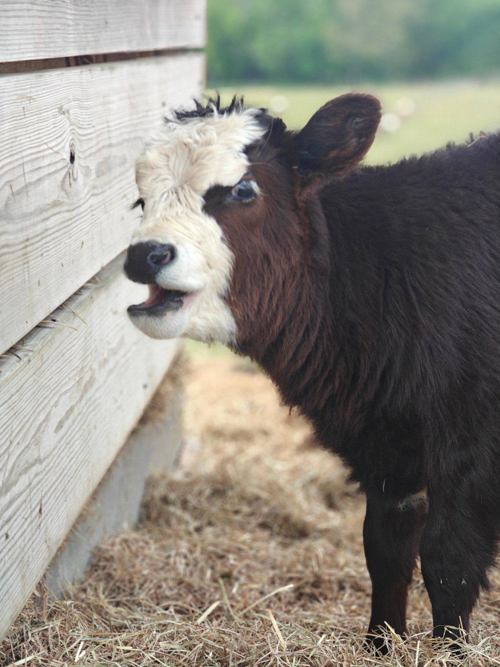 Bessie Baby, photo 6