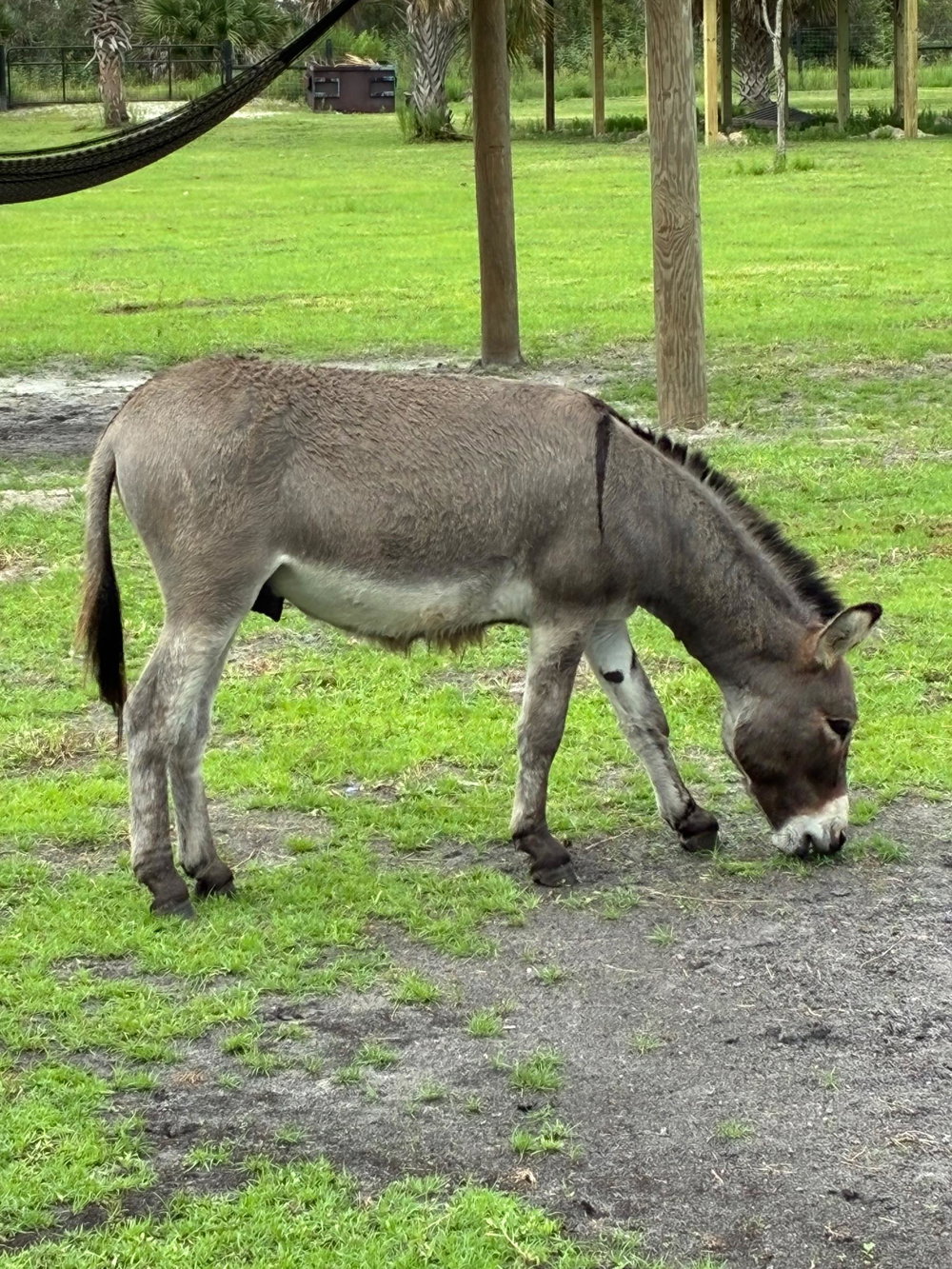Huck, photo 2