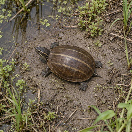 striped mud turtle