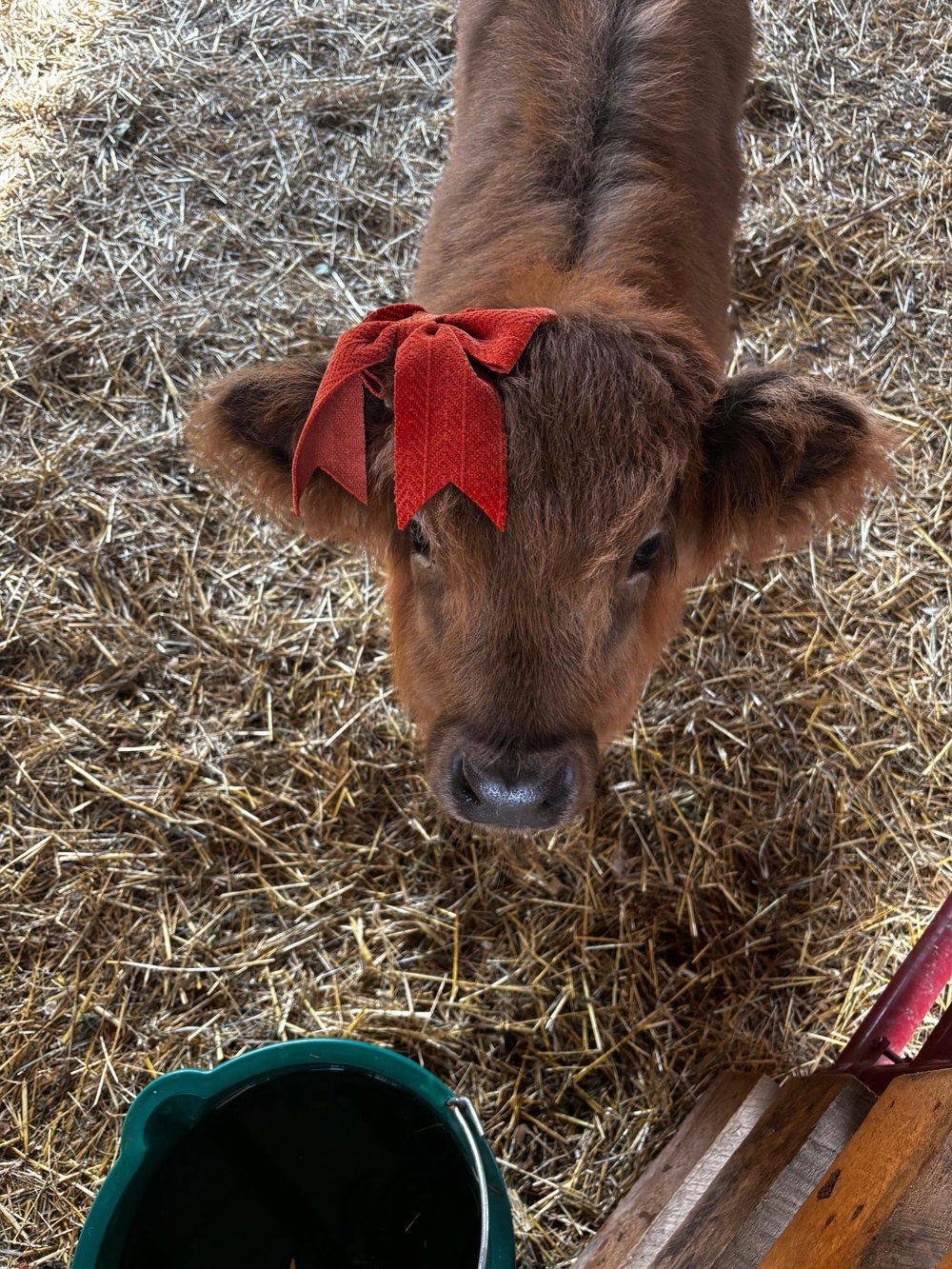 Christmas mini sessions, photo 2