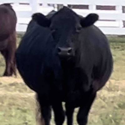 RBH Olive profile picture