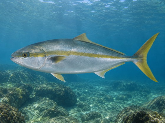 Japanese amberjack