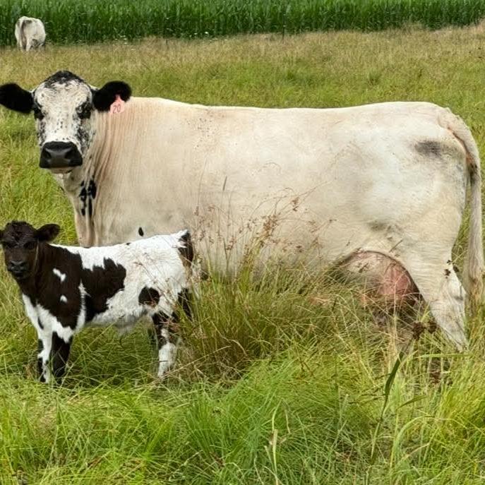 RLC Farms Katrina 7F