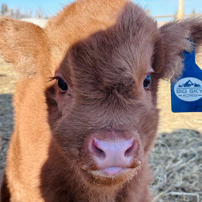 Isla profile picture