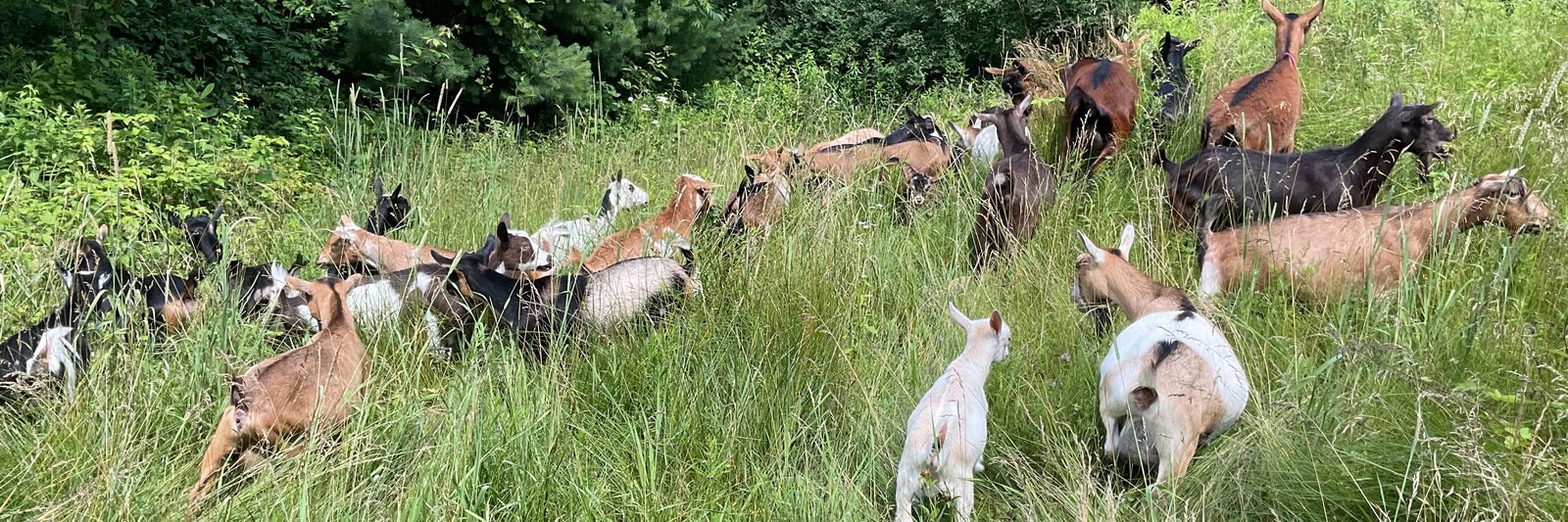 Busy B Goat Farm profile cover image