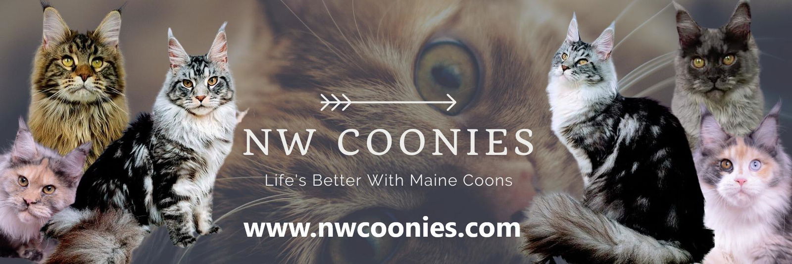 NW Coonies profile cover image