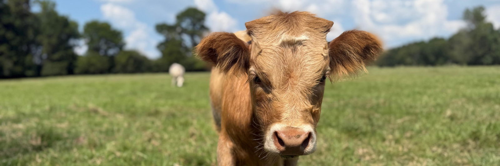 Bailey’s Miniature Cattle & More profile cover image
