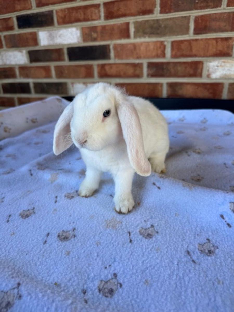 Snow- Blue Eyed White (BEW), photo 4