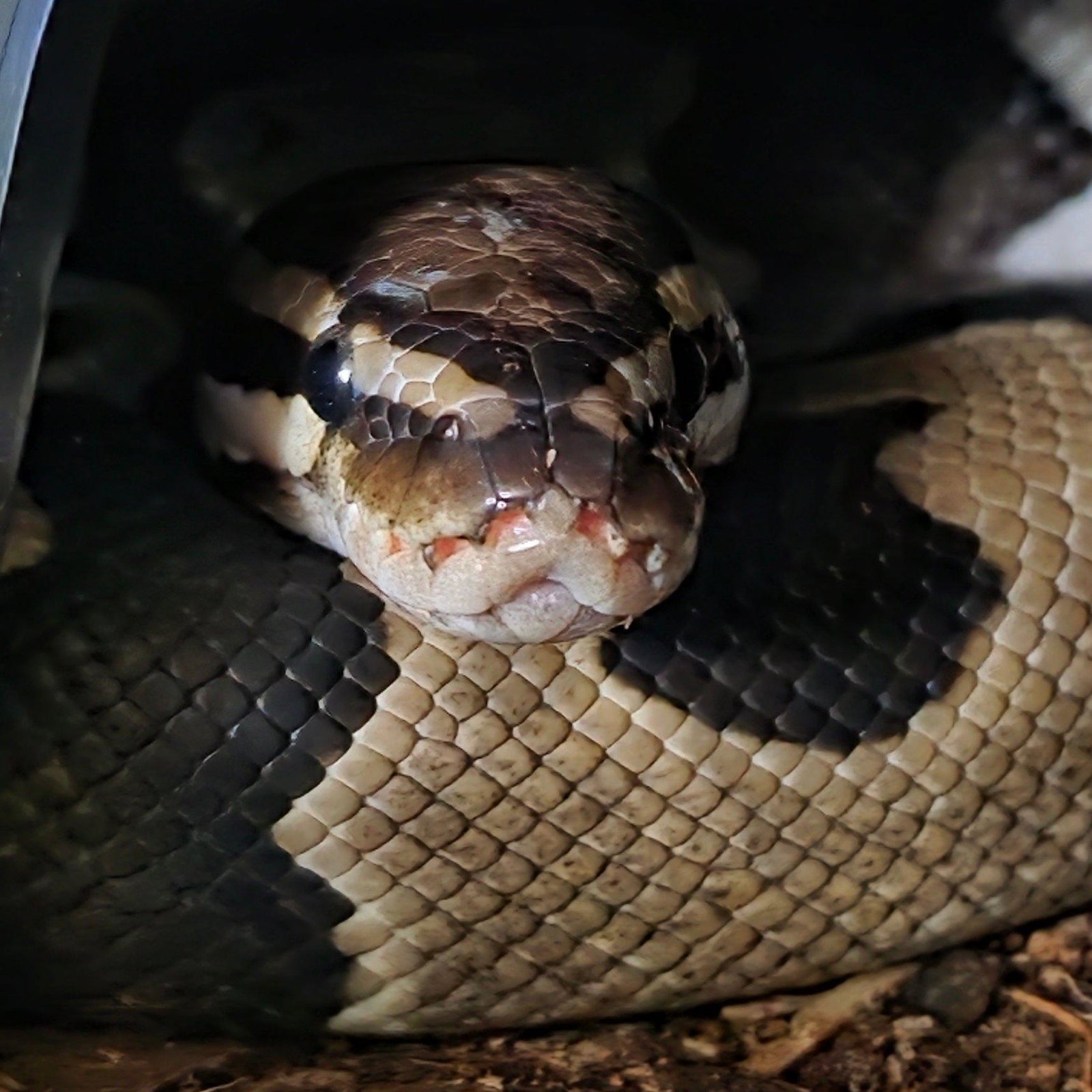 Kaa