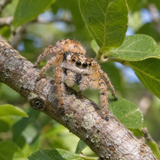 canopy jumping spider