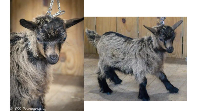 Hill Co Mini's Lady Camelot x Rose Quartz Amadeus Doe 2