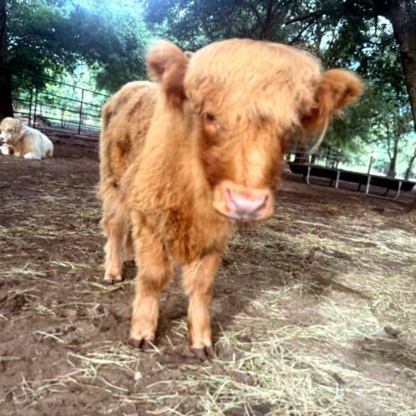 Gertie's girl