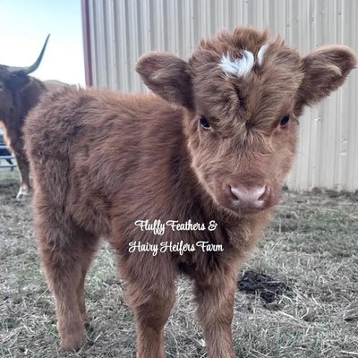 Dottie profile picture