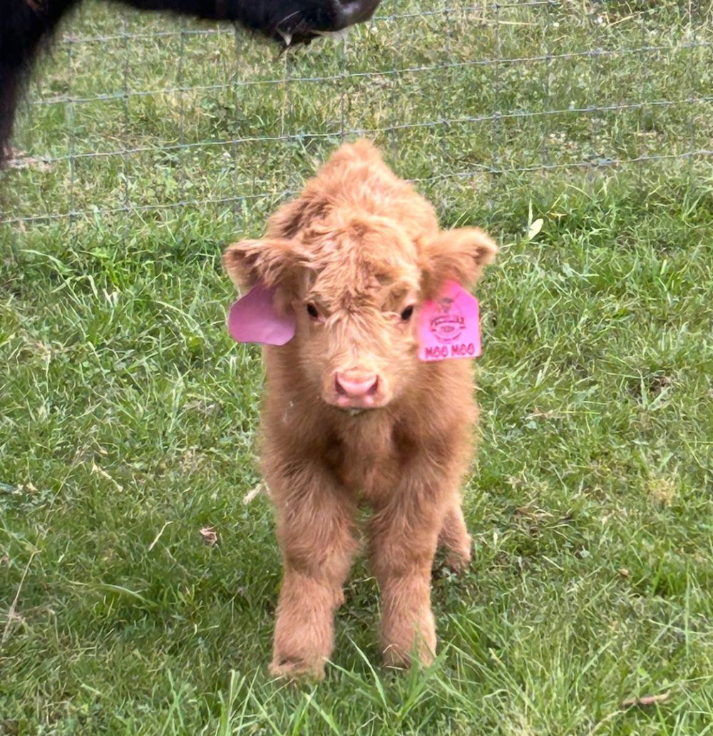 A Peculiar Farm Moo Moo, photo 6