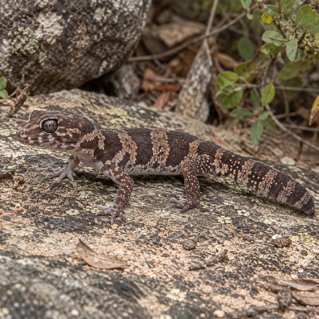 pictus gecko