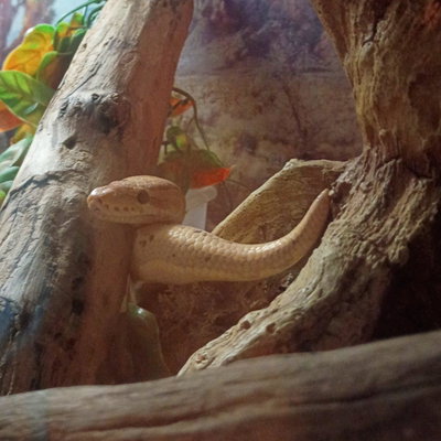 Haku profile picture