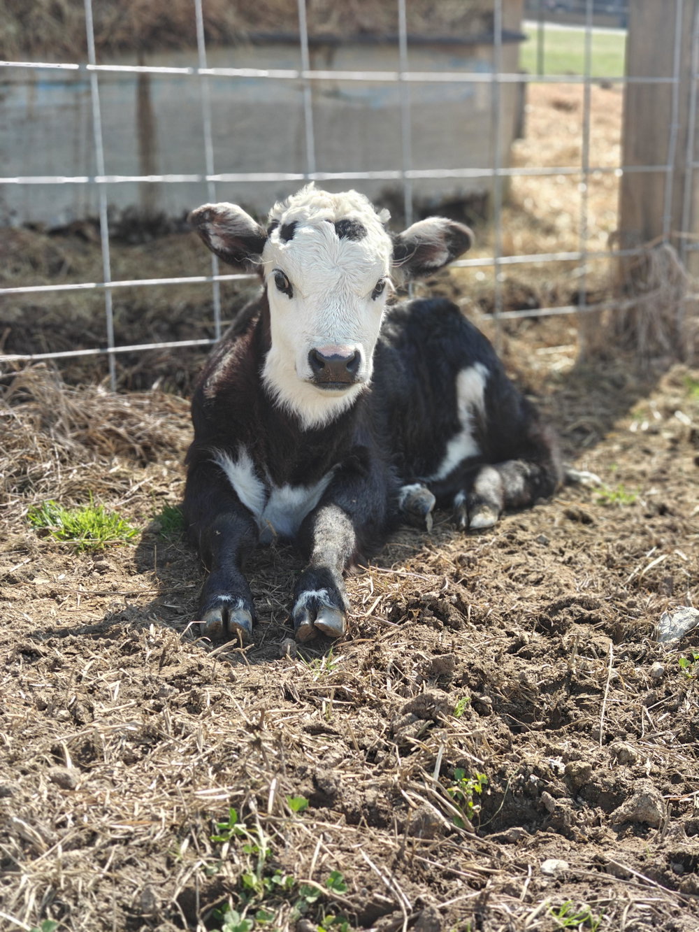 Big Momma Baby, photo 1
