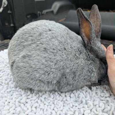 Hd Bloodhounds Homestead profile picture