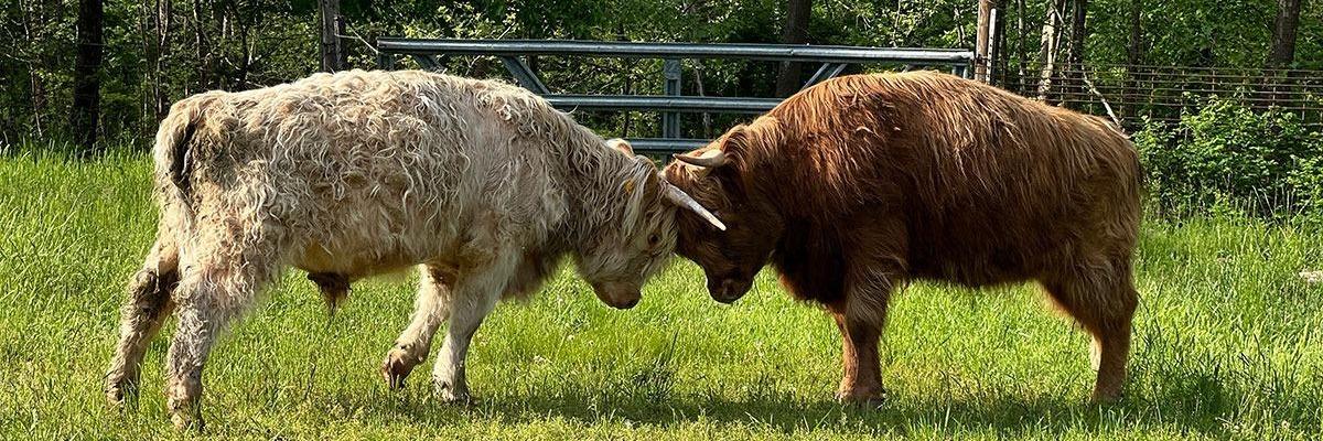 Fluffy profile cover image