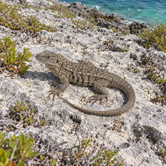 saw-scaled curlytail
