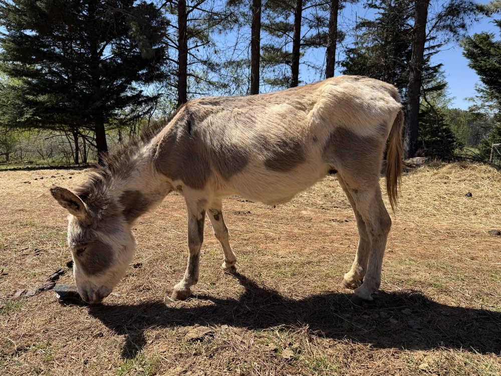 Tonto, photo 4