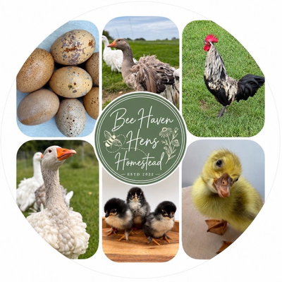 Bee Haven Hens Homestead LLC profile picture