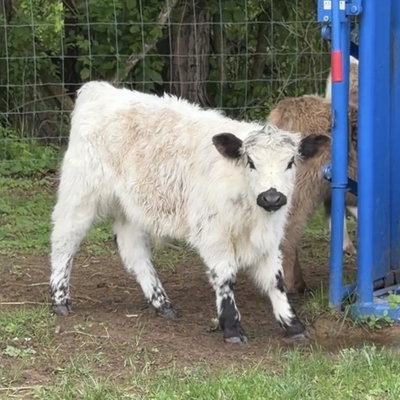 Logan profile picture