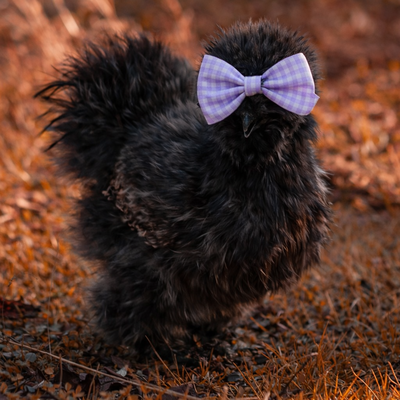 Darla profile picture