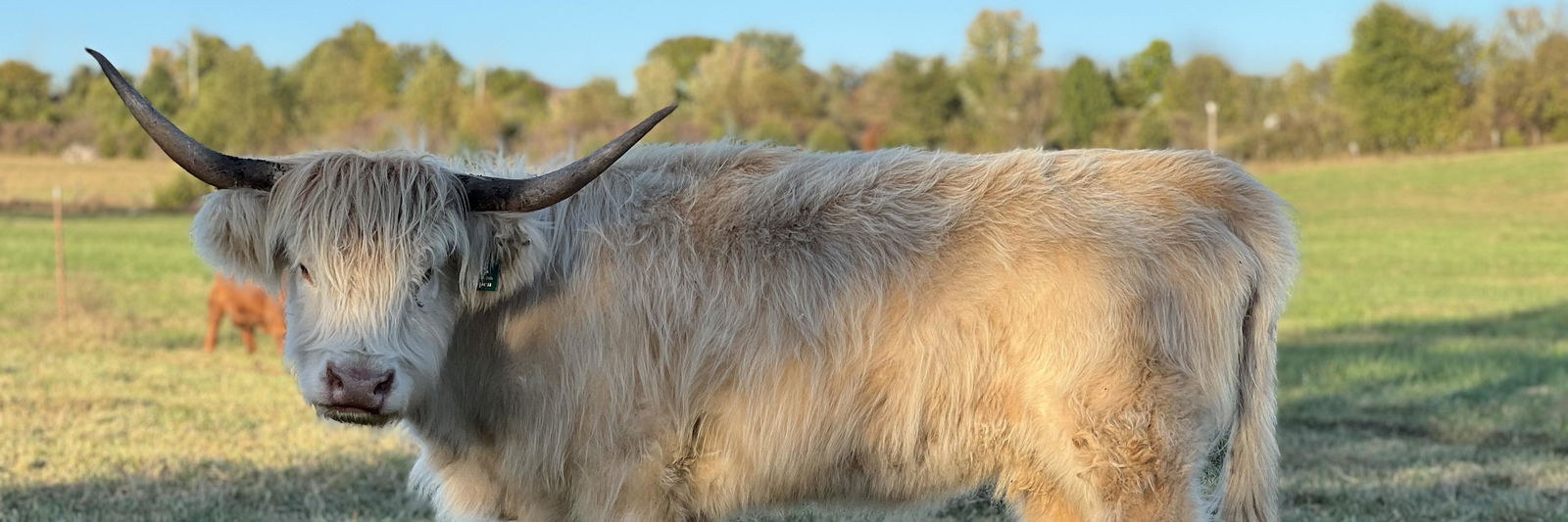 Aspen profile cover image