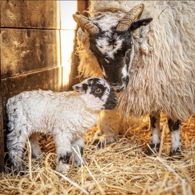 Lily Brook Farm profile picture
