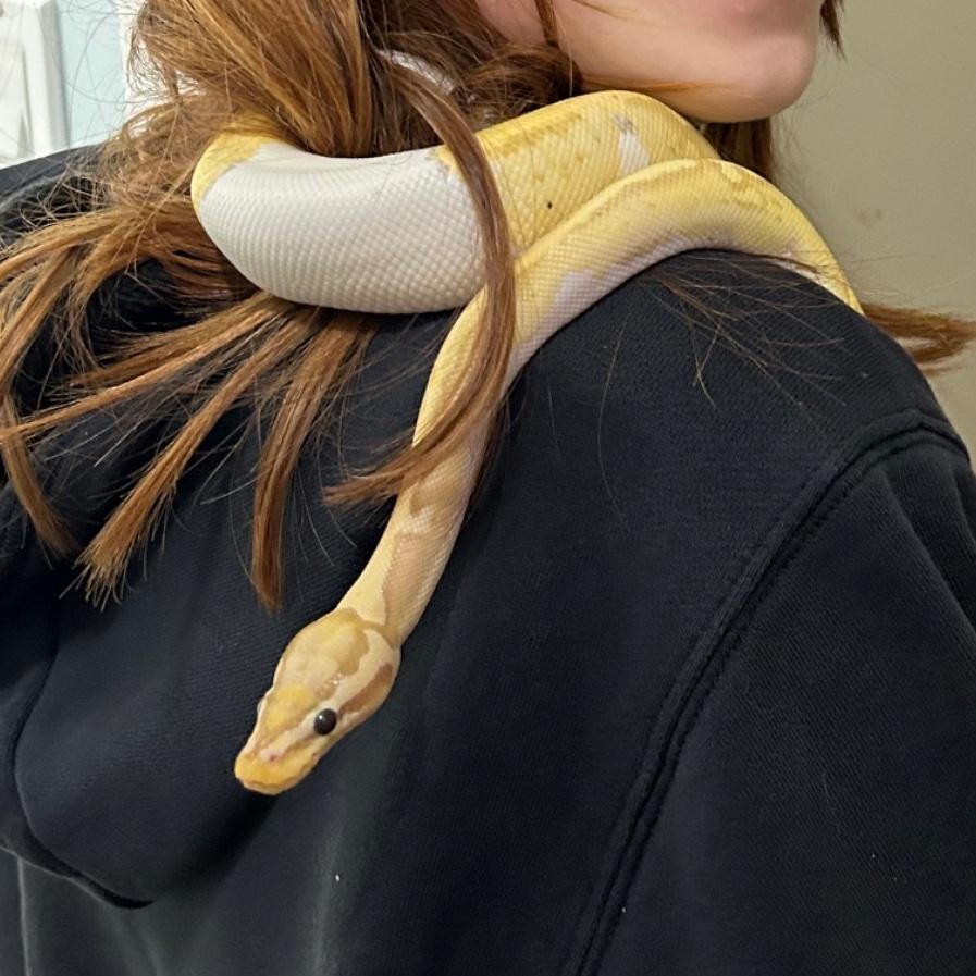 Pretzel
