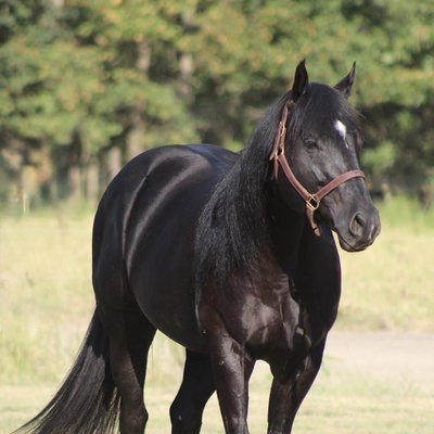 Kobe profile picture