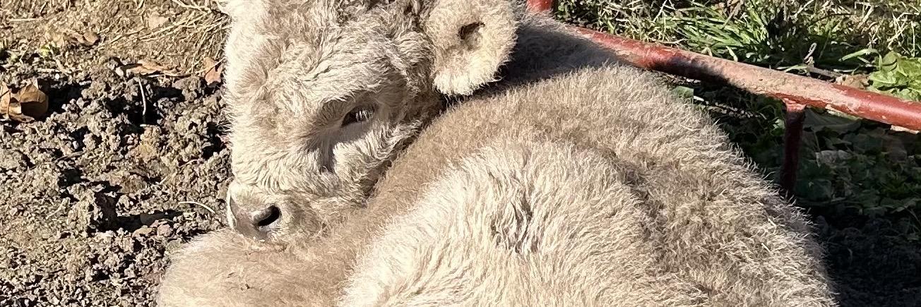 Pearl profile cover image